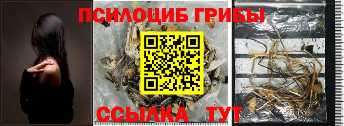 Псилоцибиновые грибы Psilocybe Избербаш
